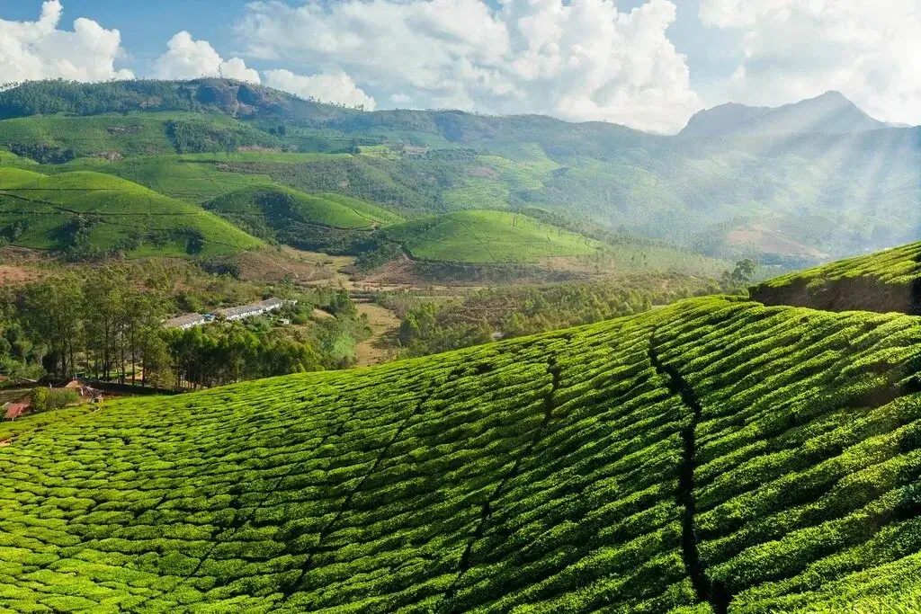 Tea plantation visit