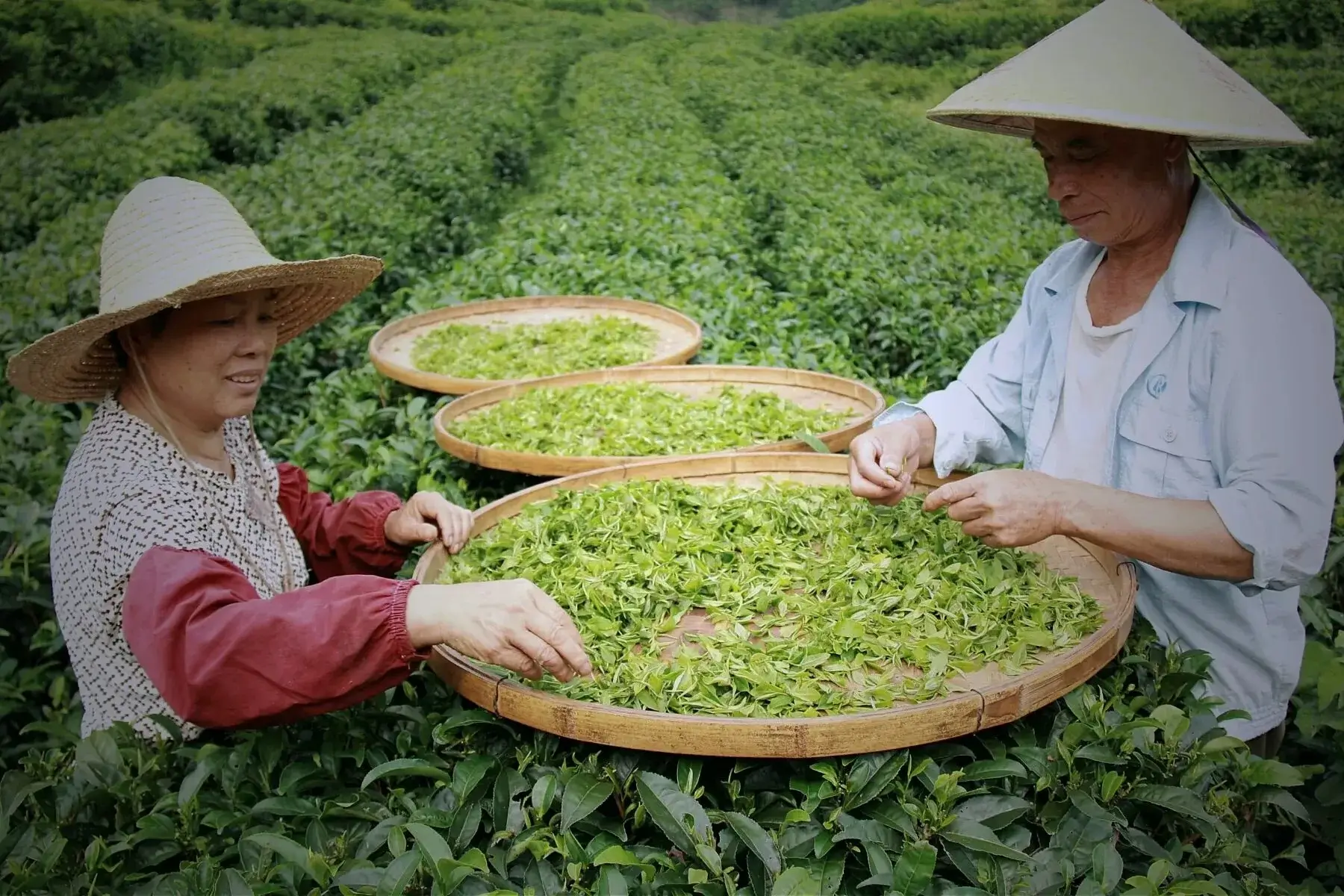 Tea leaf processing